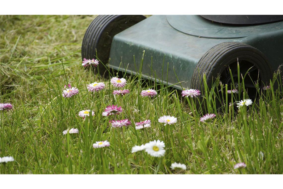 Darum sollen Gartenbesitzer keinen Rasen mähen
