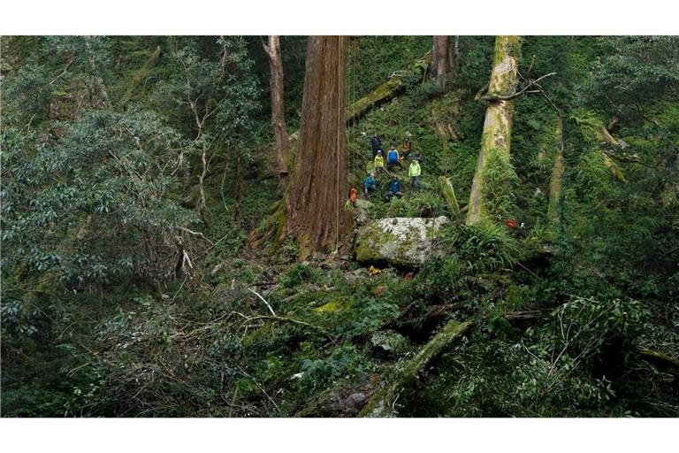 Der 84,1 Meter hohe Baum gilt als höchster bekannter Baum Ostasiens.