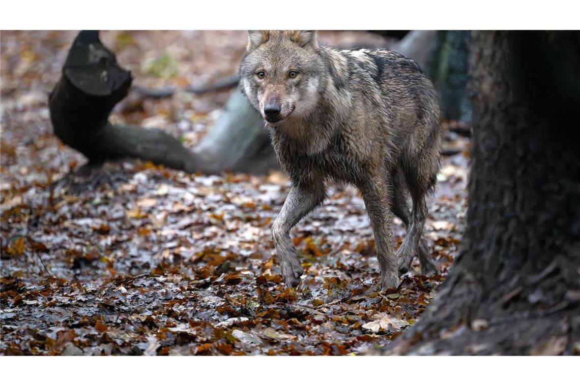 Der Abschuss von Wölfen in Deutschland soll einfacher werden.