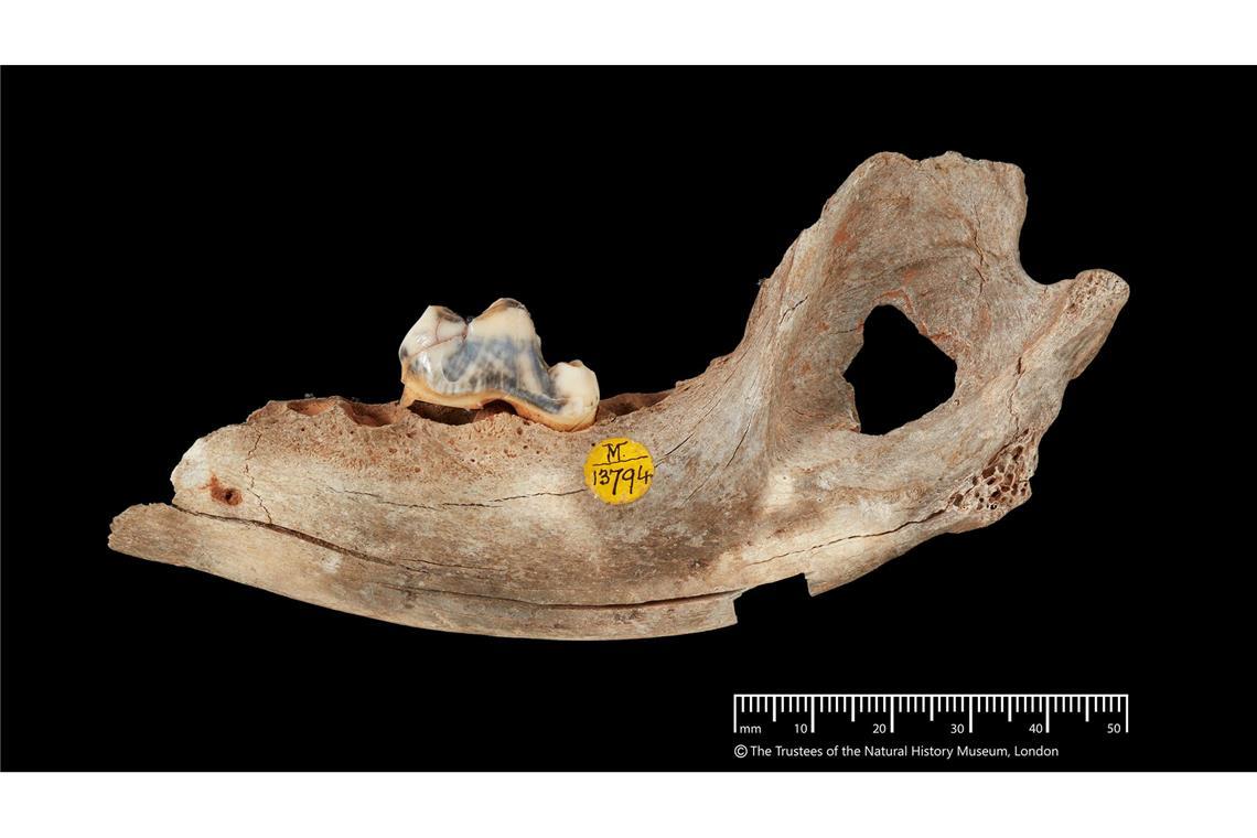 Der älteste genetische Nachweis stammt den neuen Analysen zufolge von einem Hund, der vor 15.800 Jahren lebte.