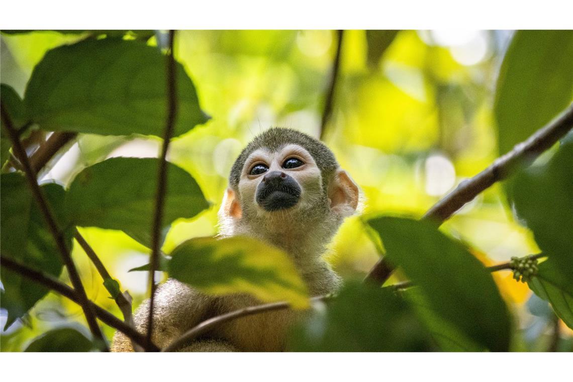 Polizei fängt Affen in Wald mit Banane ein Der Affe versteckte sich in einem Wald. (Symbolbild)