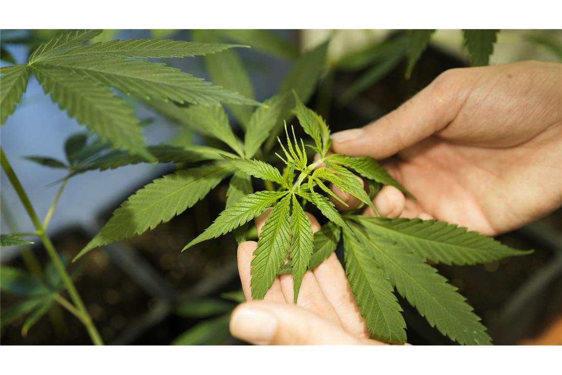 Woher kommt der Begriff "Bubatz"? Der Anbau von bis zu drei Cannabis-Pflanzen soll ab dem 01. April offiziell legal sein.
