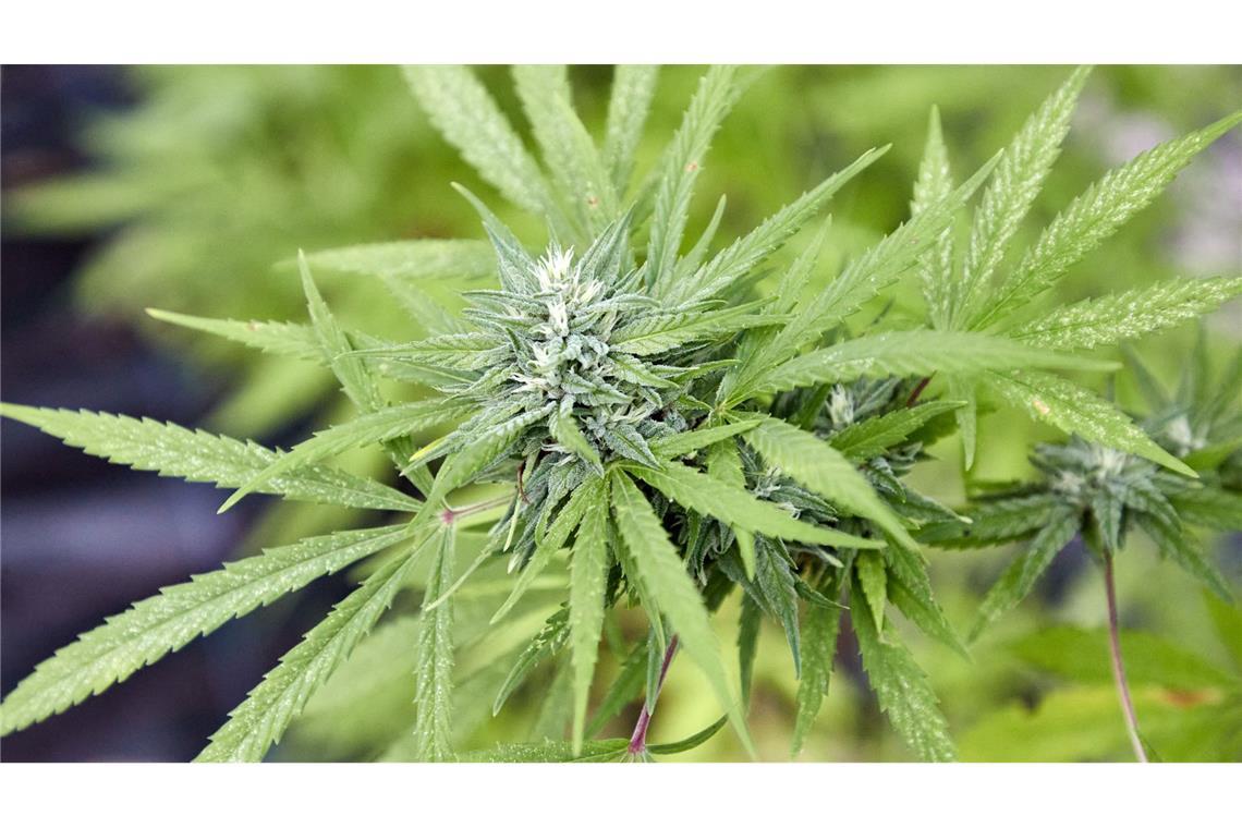 Cannabis-Clubs aus Baden-Württemberg klagen gegen Auflagen Der Anbau von Cannabis ist seit einiger Zeit in Deutschland legal.