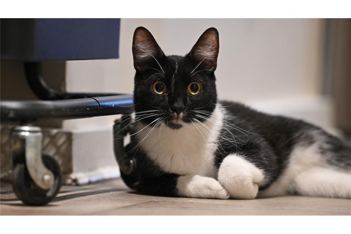 Klinikarzt in Italien operiert eigene Katze - Ermittlungen Der Arzt teilte mit, er bereue die Behandlung seiner Katze nicht. (Symbolbild)