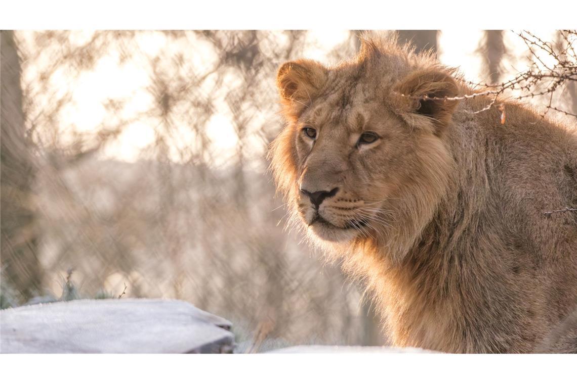 Bilder des Tages Der asiatische Löwe Ravi steht in seinem Gehege im Schweriner Zoo.