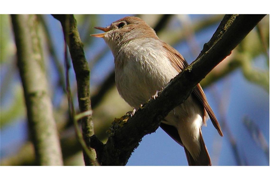 Was es mit der Tagundnachtgleiche auf sich hat Der astronomische Frühling kündigt sich an und mit ihm auch der Gesang der – sehr selten gewordenen – Nachtigall.