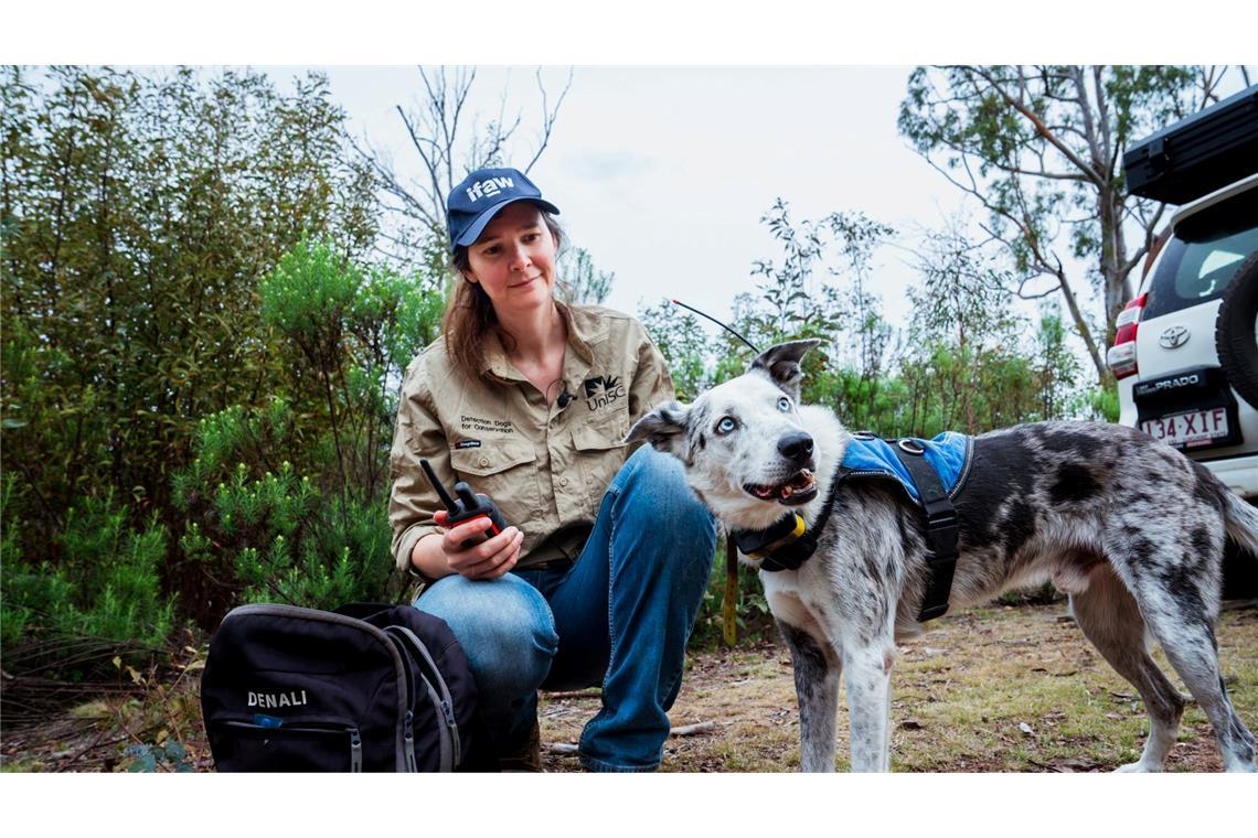 Der Australian Koolie namens Bear hat in seiner Spürhund-Laufbahn mehr als 100 in Not geratene Koalas aufgespürt. Romane Cristescu war eine seiner Hundeführerinnen. (Archivbild)