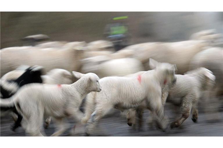 Der Autofahrer war wegen Nebels in eine Schafherde gefahren. (Symbolbild)
