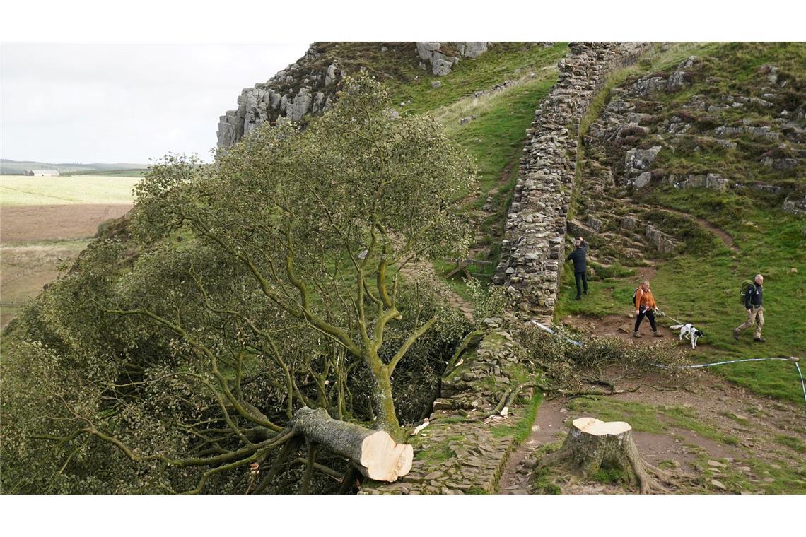 "Sinnloser Vandalismus" beim Fällen des Robin-Hood-Baumes Der Baum wurde kurz über dem Boden abgetrennt. (Archivfoto)