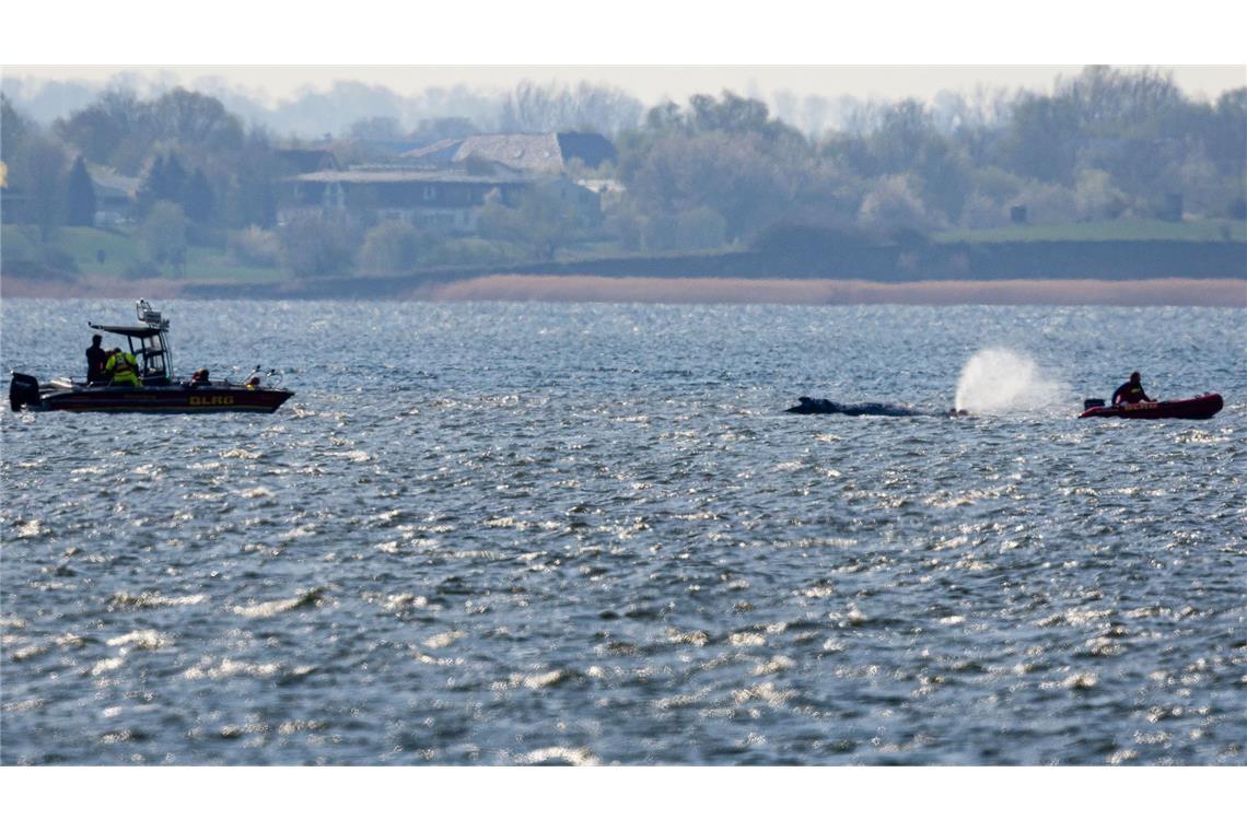 Der bei Wismar gestrandeten Buckelwal hatte sich am Morgen freigeschwommen und ist mehrere Kilometer geschwommen.