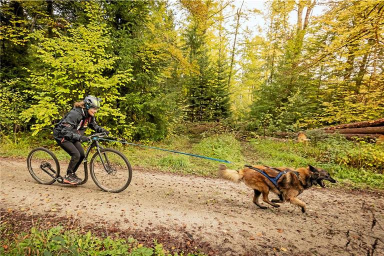 Der Belgische Schäferhund Berry zieht seine Besitzerin Kristina Schumacher mit Höchstgeschwindigkeiten durch den Wald. Fotos: Alexander Becher