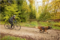 Der Belgische Schäferhund Berry zieht seine Besitzerin Kristina Schumacher mit Höchstgeschwindigkeiten durch den Wald. Fotos: Alexander Becher
