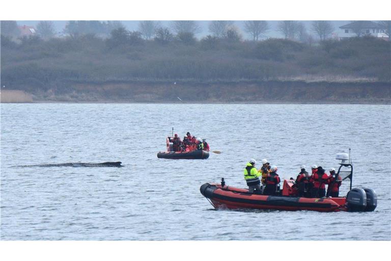 Der Bergungsversuch des gestrandeten Buckelwals in der Ostsee ist angelaufen (Archivfoto).