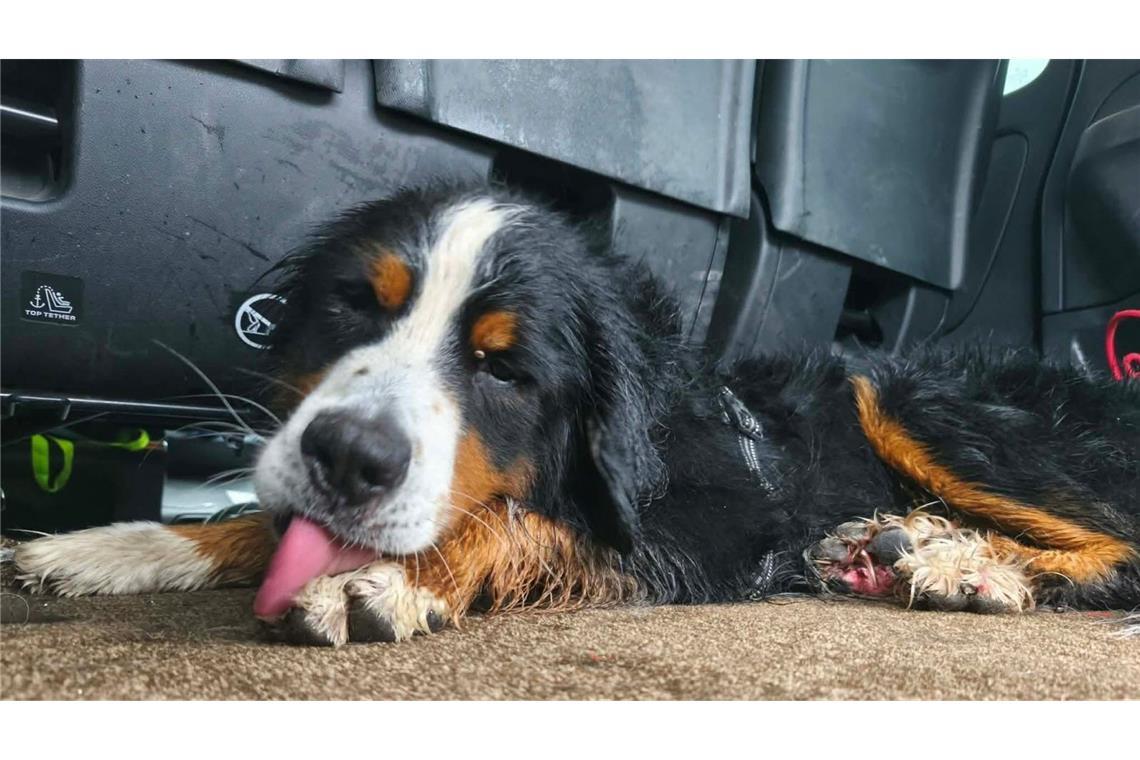 Der Berner Sennenhund Rogue.