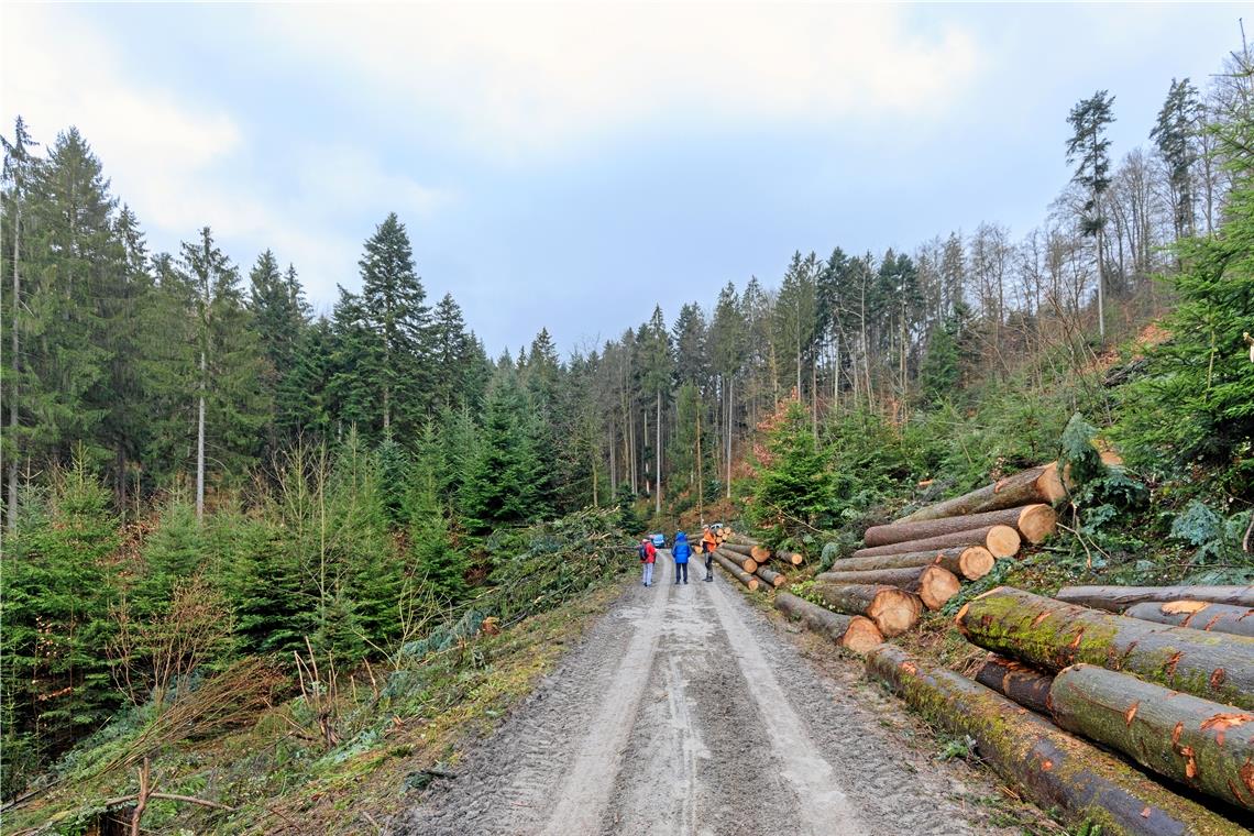 Der Bestand am Südhang, auf dem Foto auf der rechten Seite, hat wegen Hitze und Trockenheit im vergangenen Jahr stark gelitten. Um die Bäume noch gesund ernten zu können, haben sich die Forstfachleute zu einem drastischen Eingriff entschlossen. Fotos: Stefan Bossow