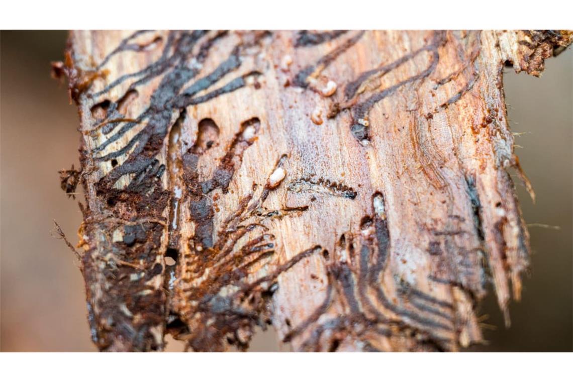 Der Borkenkäfer vermehrt sich unter der Rinde, später fressen sich die Larven aus den Gängen heraus und zerstören dabei das für den Baum lebenswichtige Bastgewebe.