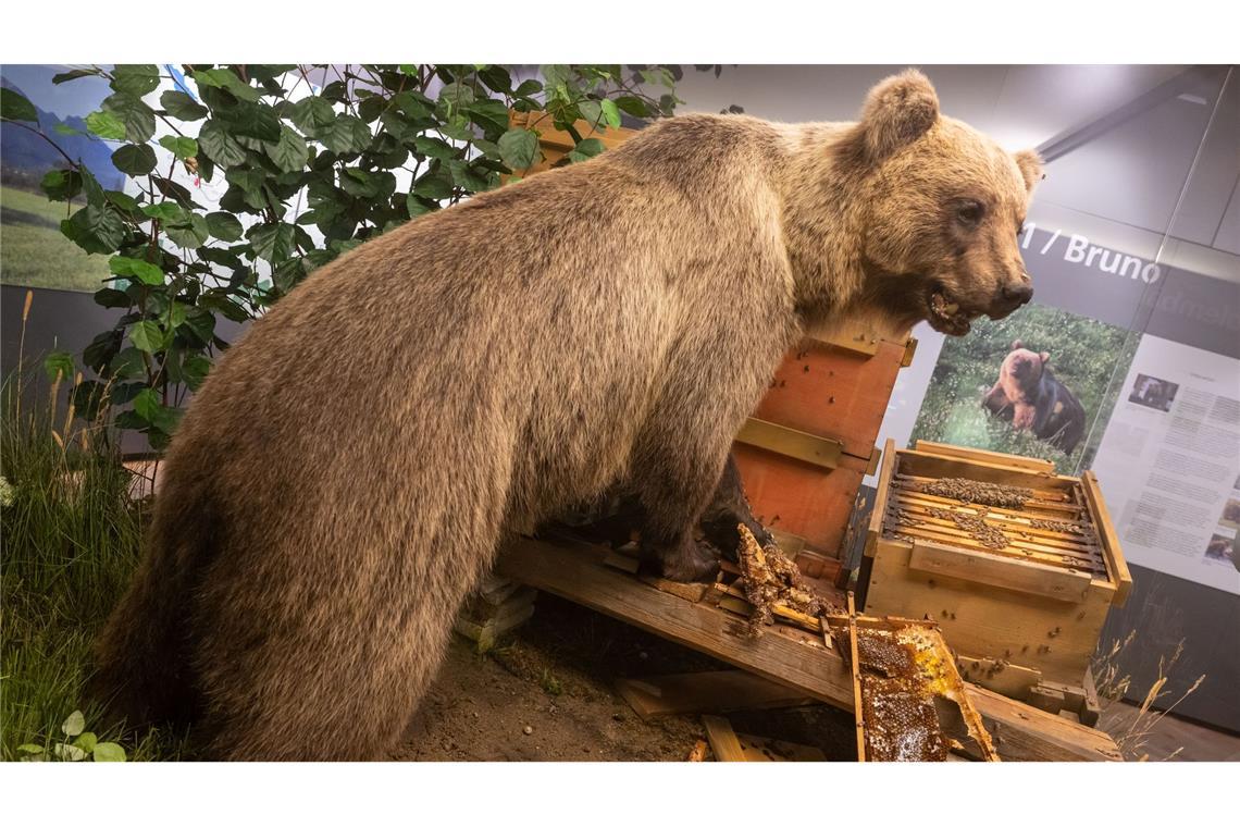 Der Braunbär Bruno steht ausgestopft im Museum. (Archivbild)