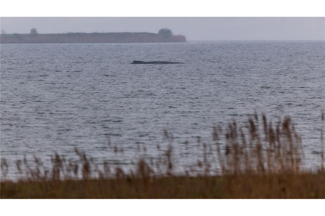Gestrandeter Wal atmet schwächer