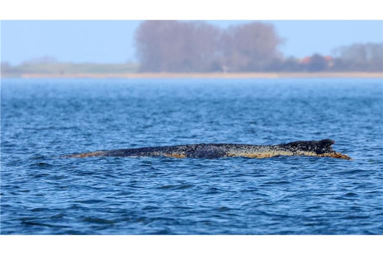 Der Buckelwal braucht Ruhe. Er lebt noch, aber er hat sich nicht wegbewegt.