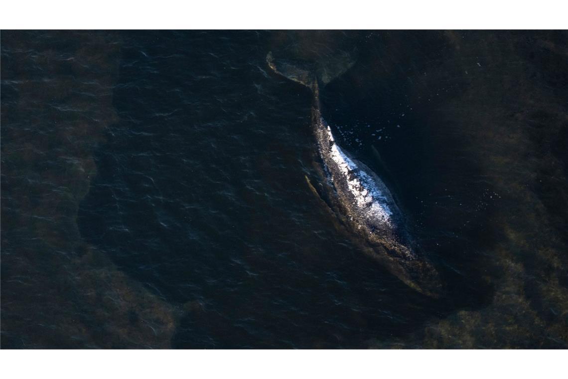 Der Buckelwal hängt weiter fest.