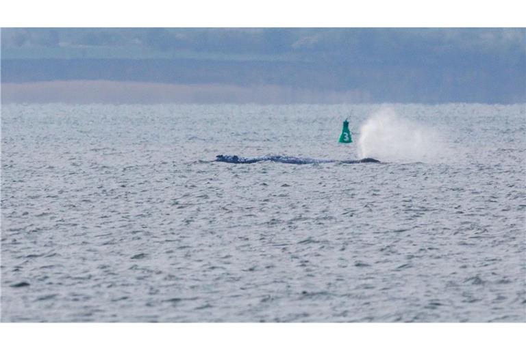 Der Buckelwal ist am frühen Morgen bei steigendem Wasserstand plötzlich von selbst losgeschwommen. Nach rund zwei Stunden stoppte er aber wieder. Am Abend war er wieder in Bewegung.