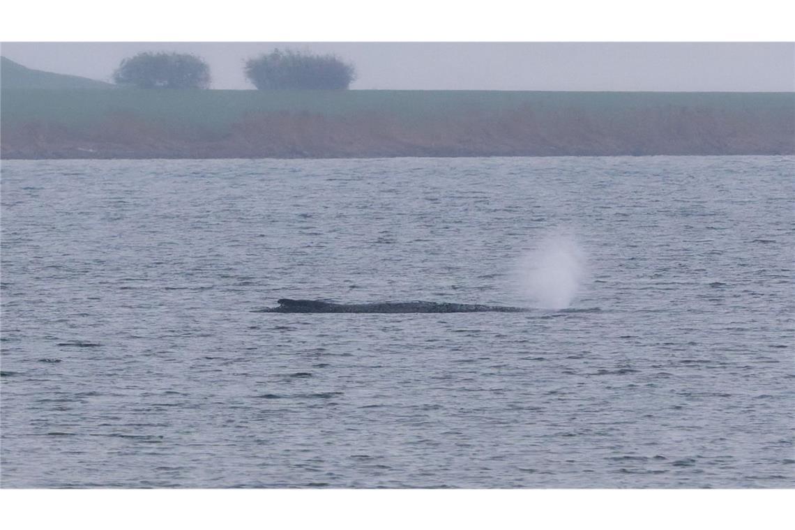 Der Buckelwal ist stark geschwächt.