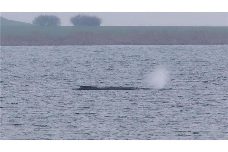 Der Buckelwal ist stark geschwächt.
