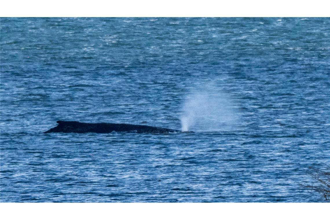 Der Buckelwal lag zuletzt vor der Insel Poel. (Archivbild)
