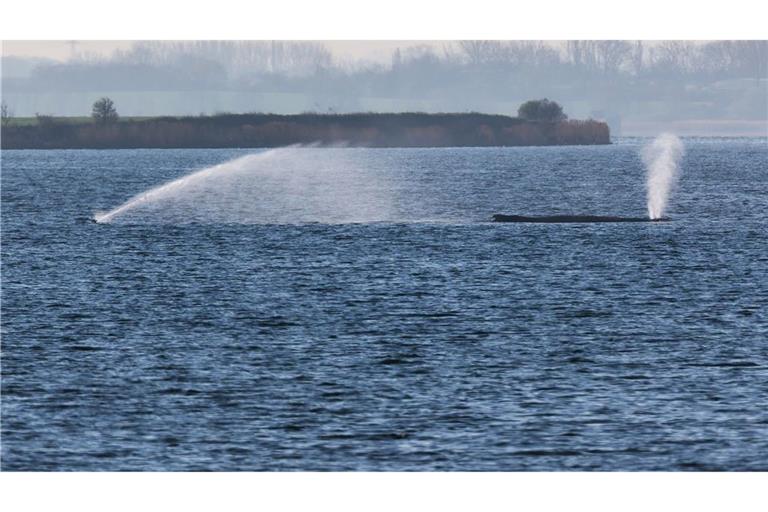 Der Buckelwal liegt am frühen Vormittag noch immer auf einer Sandbank vor der Insel Poel.