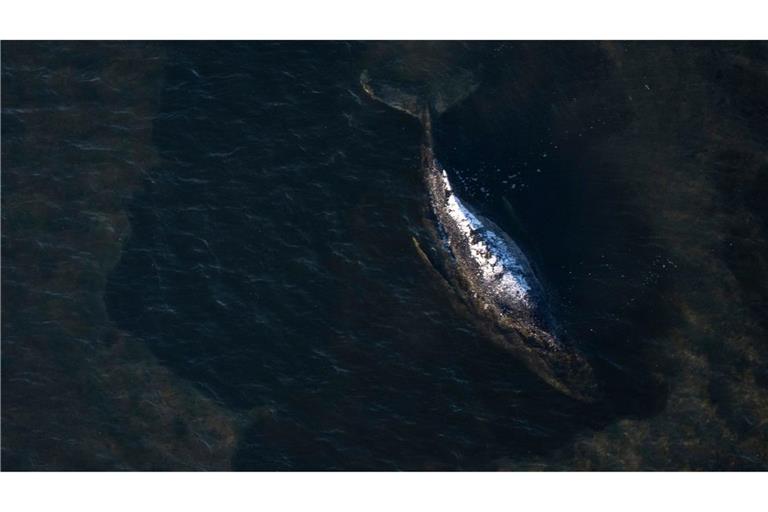Der Buckelwal liegt in einer ausgespülten Wanne vor der Insel Poel.