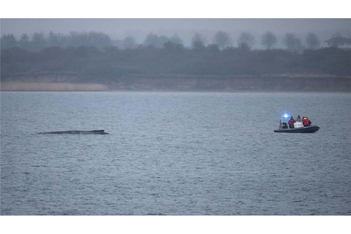 Der Buckelwal liegt noch immer fest