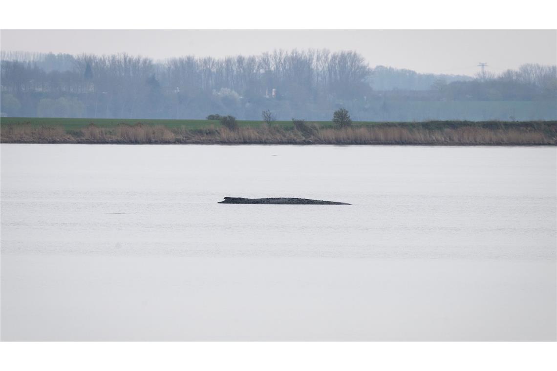 Der Buckelwal liegt vor der Insel Poel.