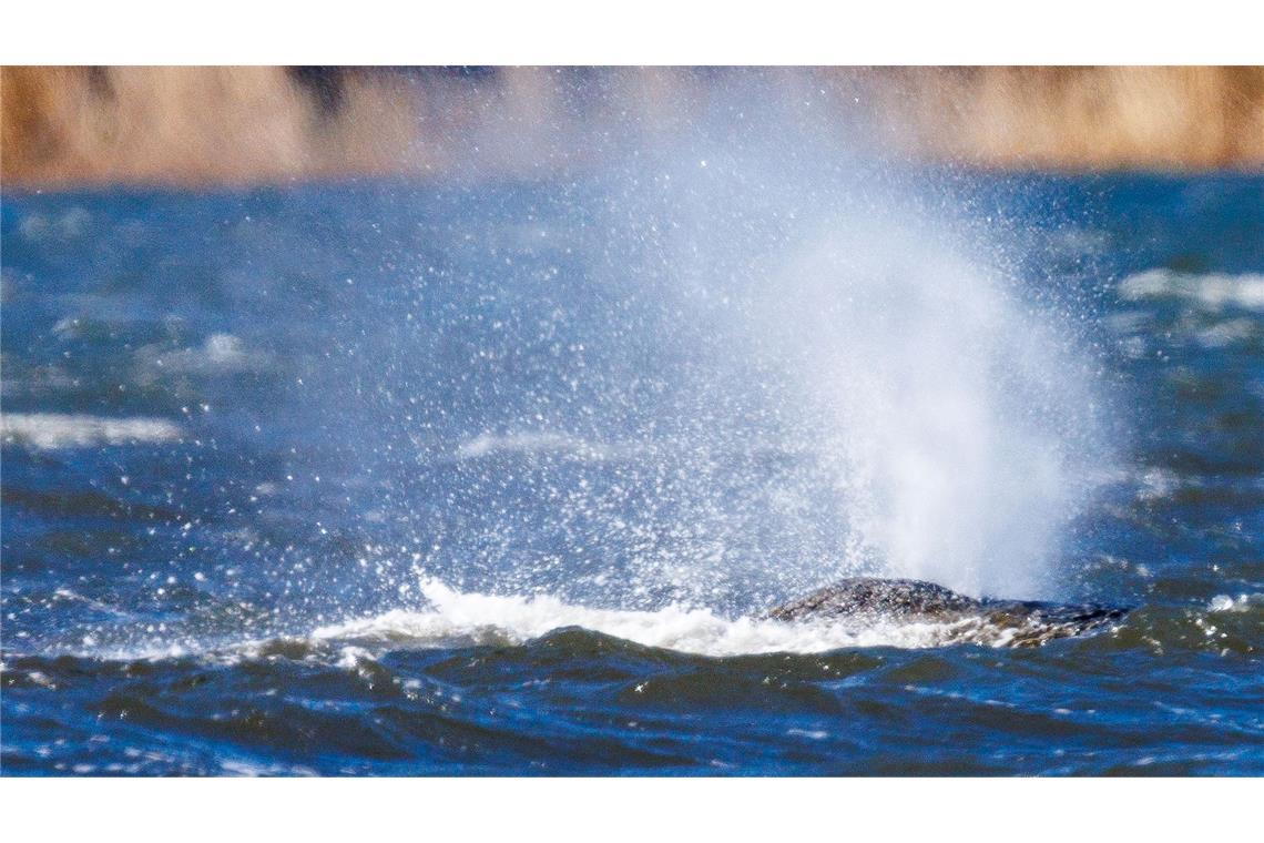Der Buckelwal liegt vor der Insel Poel und bläst Atemluft aus.