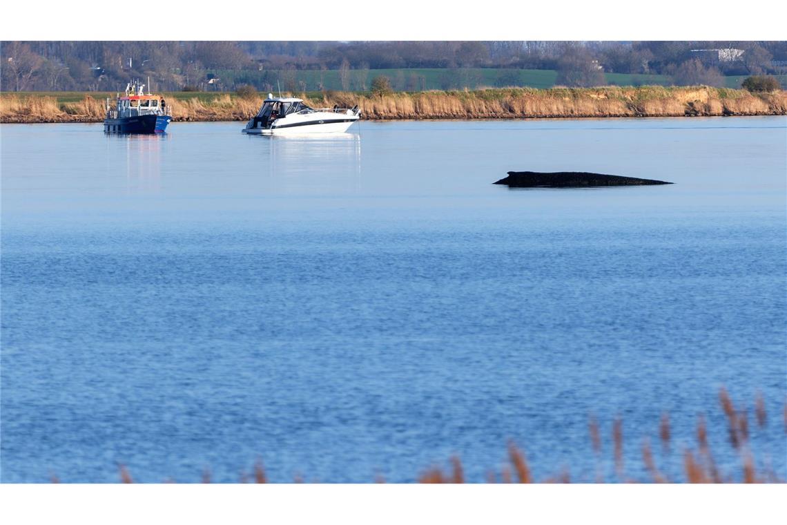 Sperrzone um gestrandeten Wal wird eingehalten