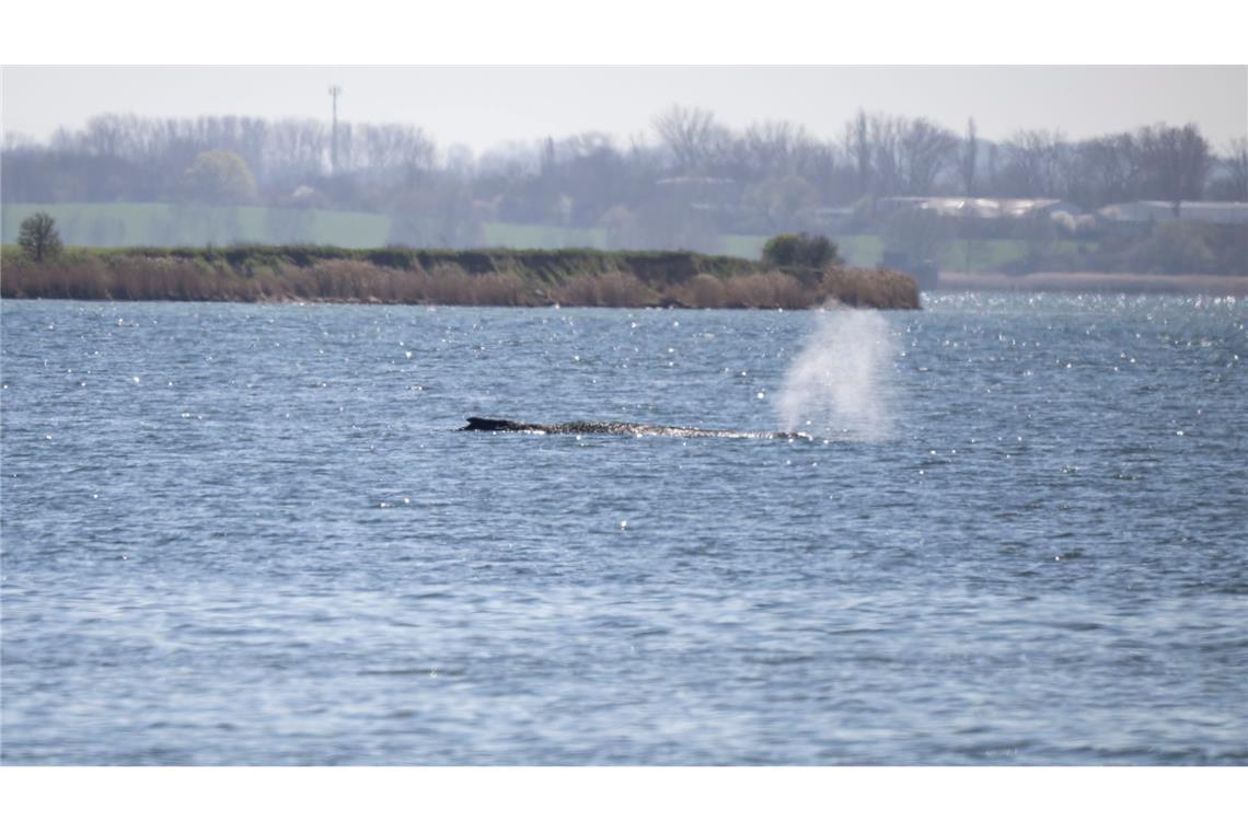 Möwen könnten blasige Haut von Buckelwal Timmy aufpicken