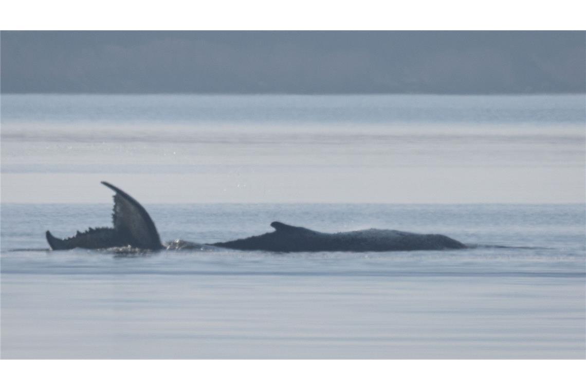 Rettungsversuch für Buckelwal frühestens am Samstag