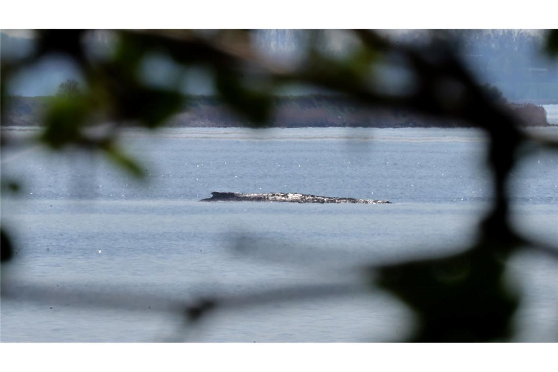 Der Buckelwal war auch am Mittwoch deutlich zu hören.