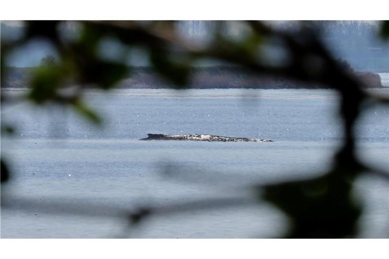 Der Buckelwal war auch am Mittwoch deutlich zu hören.