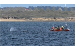 Der Buckelwal war zunächst in der Nacht zum 23. März auf einer Sandbank in Schleswig-Holstein am Timmendorfer Strand gestrandet.
