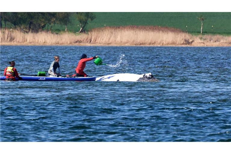 Der Buckelwal wird von Helfern vor der Insel Poel mit Wasser aus einer Gießkanne bespritzt.