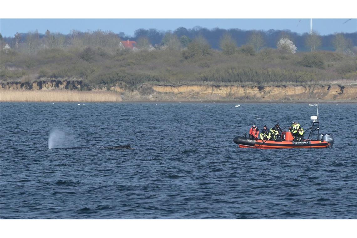 Der Buckelwal wurde nach dem Abtauchen wieder vor Wismar gesichtet.