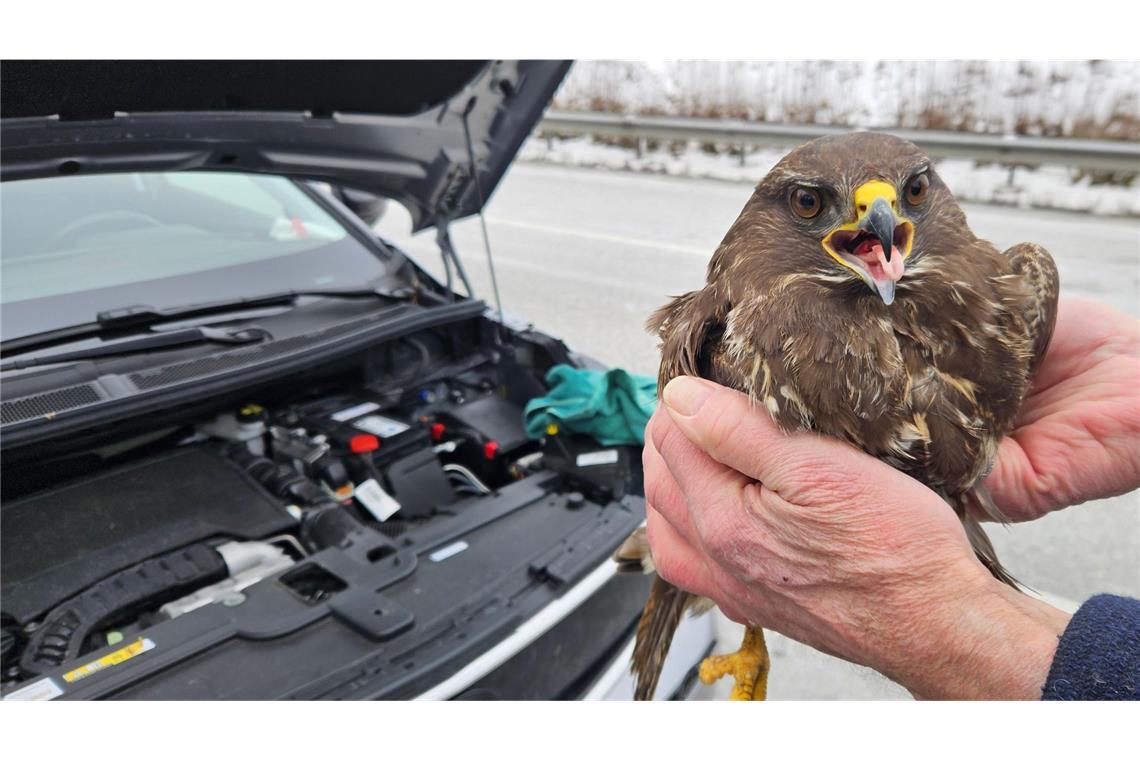 Der Bussard wurde gerettet.