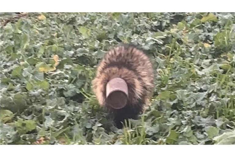 Der Dachs konnte wohlbehalten aus seiner misslichen Lage befreit werden.