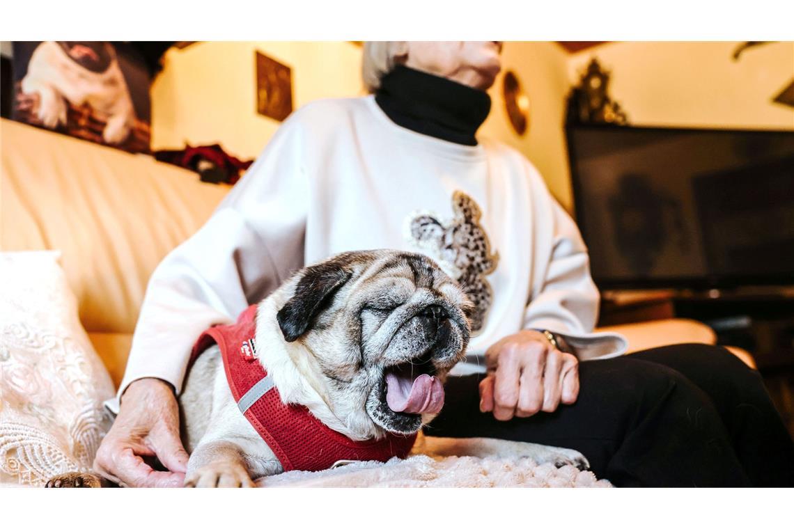 Verwirrt, desorientiert: Viele Hunde und Katzen haben Demenz Der demente Hund ist wenig beweglich, kaum noch aktiv - und weiter heiß geliebt.