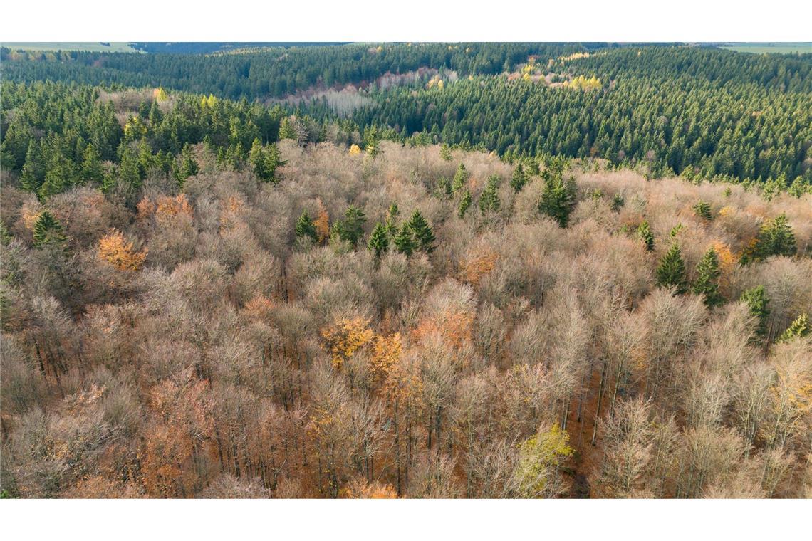 Natur als Verbündete: Was Schneider beim Klimaschutz plant Der deutsche Wald ist zu einer Treibhausgas-Quelle geworden. Das will Bundesumweltminister Carsten Schneider ändern.
