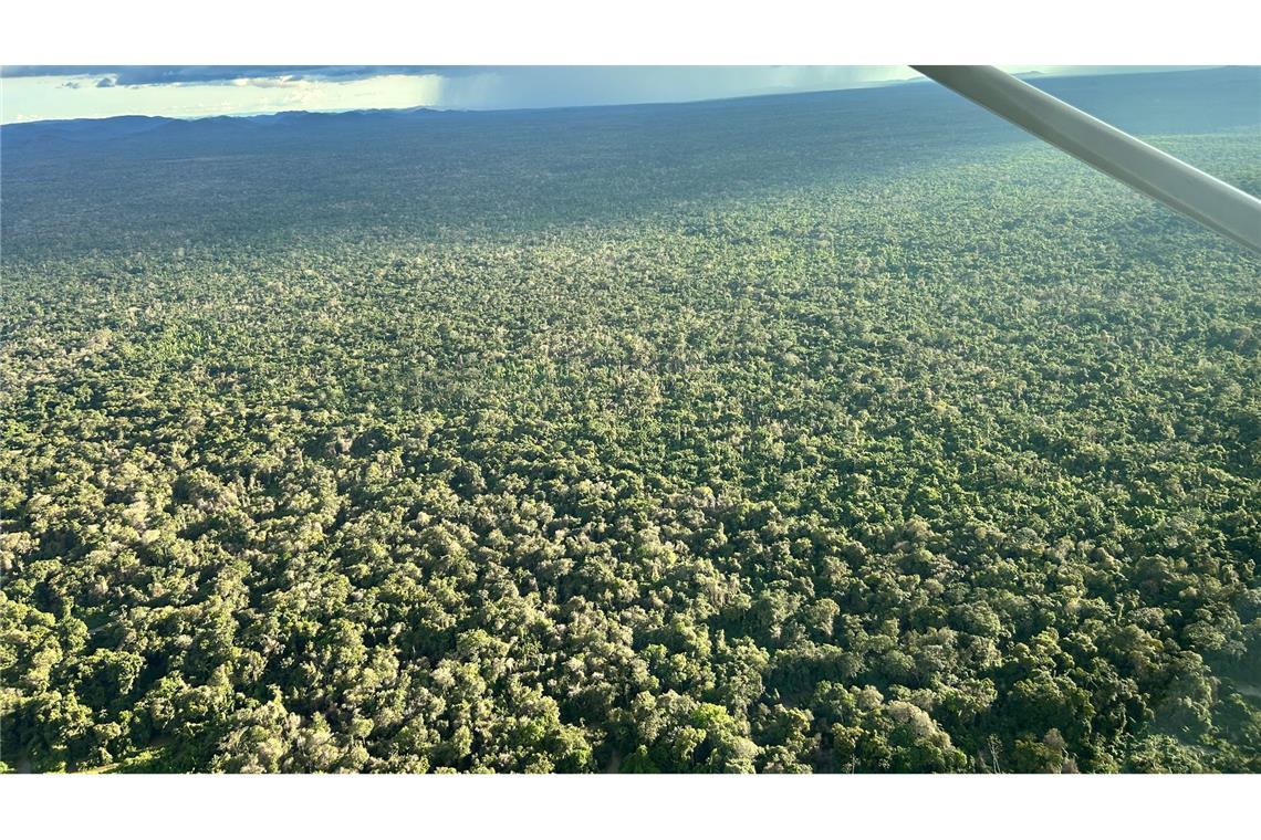 Was der Gold-Boom im Amazonas anrichtet Der dichte, smaragdgrüne Regenwald wirkt wie ein endloses Paradies.