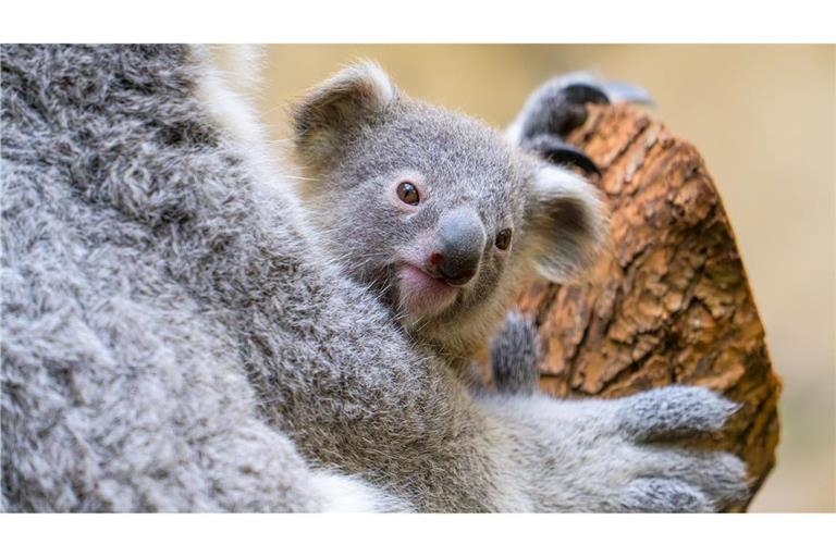 Der Duisburger Zoo ist bekannt für seine Koala-Haltung.
