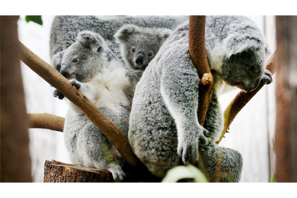 Zwei schwer kranke Koalas im Duisburger Zoo eingeschläfert Der Duisburger Zoo ist europaweit Spezialist für die aufwendige Zucht und Zoo-Haltung der Koalas. (Archivbild)