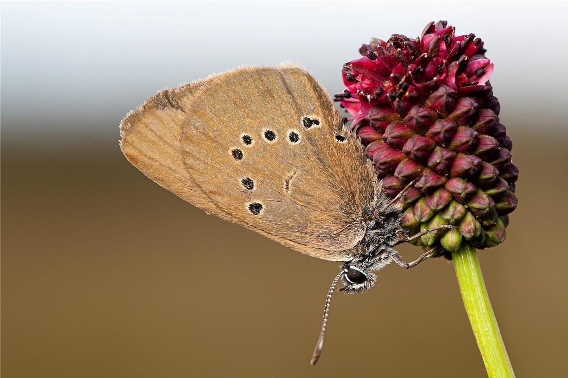 Der Dunkle Wiesenknopf-Ameisenbläuling trägt die Pflanze im Namen, die für ihn wichtig ist: Die Schmetterlinge ernähren sich vom Nektar des Großen Wiesenknopfs, schlafen, balzen und paaren sich auf ihm. Die bedrohte Art kommt im Plangebiet des HRB Gaab vor. Archivfoto: Johannes D. Mayer/Fotolia