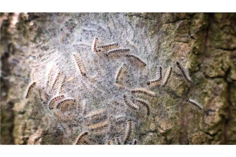 Der Eichen-Prozessionsspinner ist ein Schmetterling aus der Familie der Zahnspinner. Die Brennhaare der Raupe können beim Menschen eine Raupendermatitis auslösen.